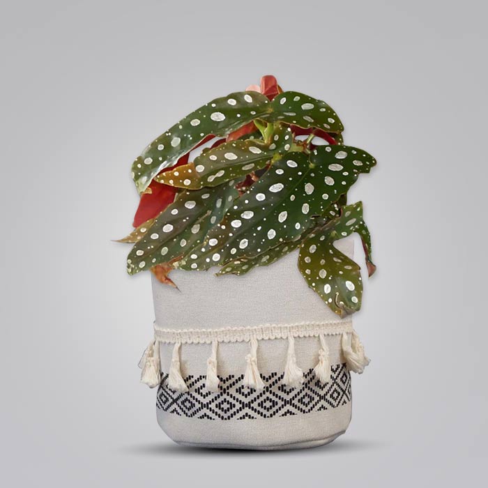 Begonia maculata in a cotton pot