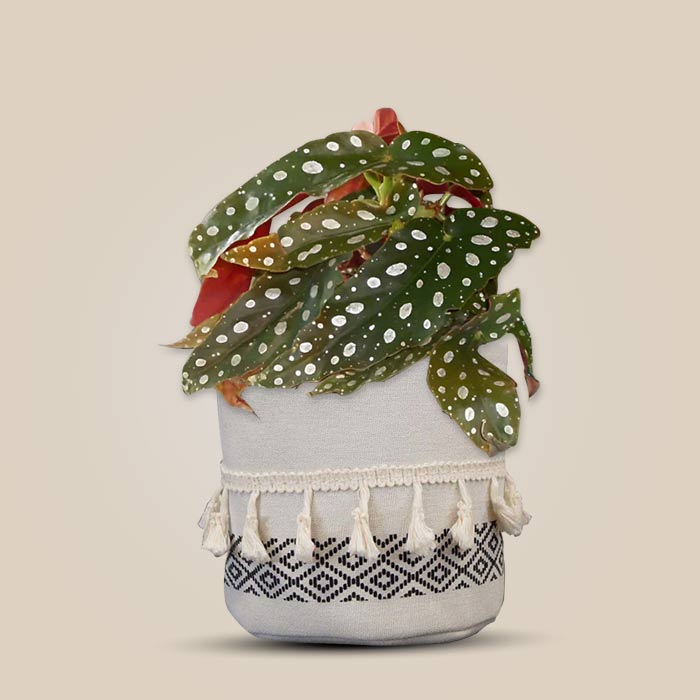 Begonia maculata in a cotton pot with neutral background