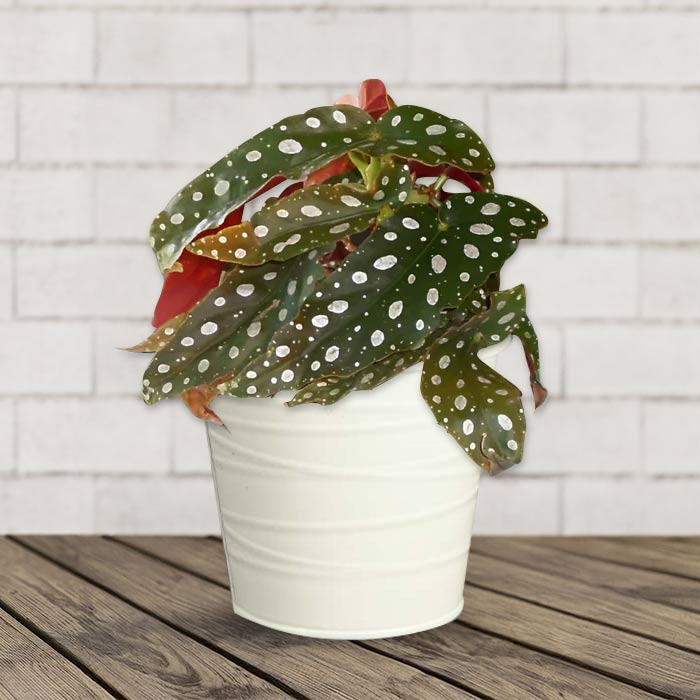 Begonia Maculata Indoor Plant with a White Metal Pot (13cm)