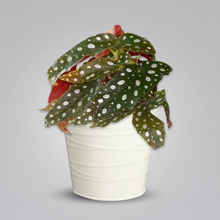 Begonia Maculata Indoor Plant with a White Metal Pot (13cm)