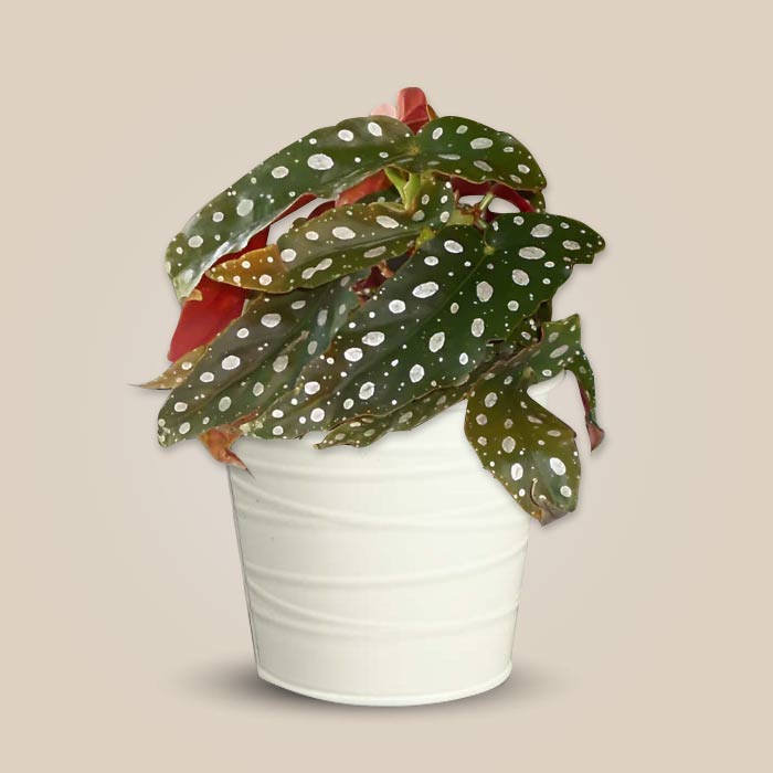 Begonia Maculata Indoor Plant with a White Metal Pot (13cm)