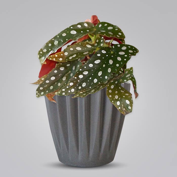 Begonia Maculata Indoor Houseplant with a Grey Pot (13cm)