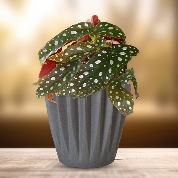 Begonia Maculata Indoor Houseplant with a Grey Pot (13cm)