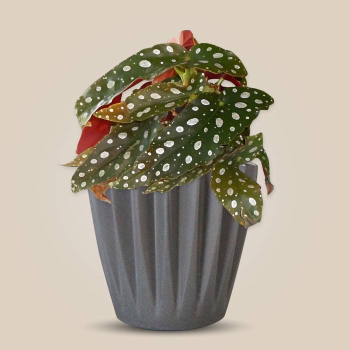 Begonia Maculata Indoor Houseplant with a Grey Pot (13cm)