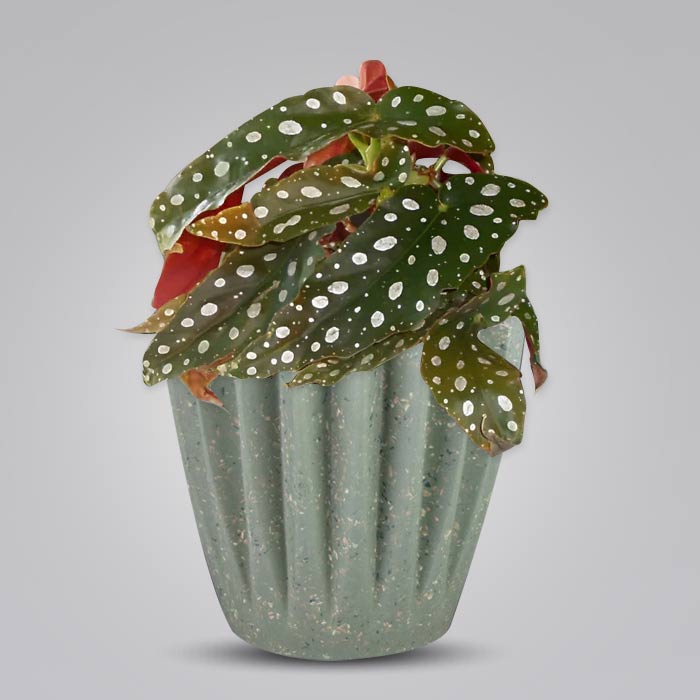 Begonia Maculata Houseplant with a Sage Green Pot (13cm)