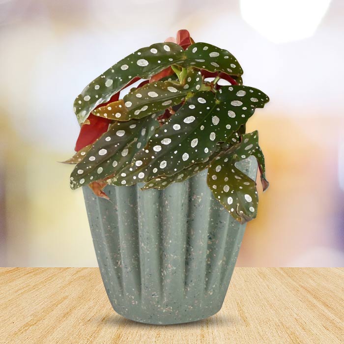 Begonia Maculata Houseplant with a Sage Green Pot (13cm)