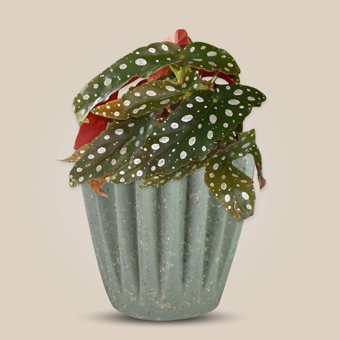 Begonia Maculata Houseplant with a Sage Green Pot (13cm)