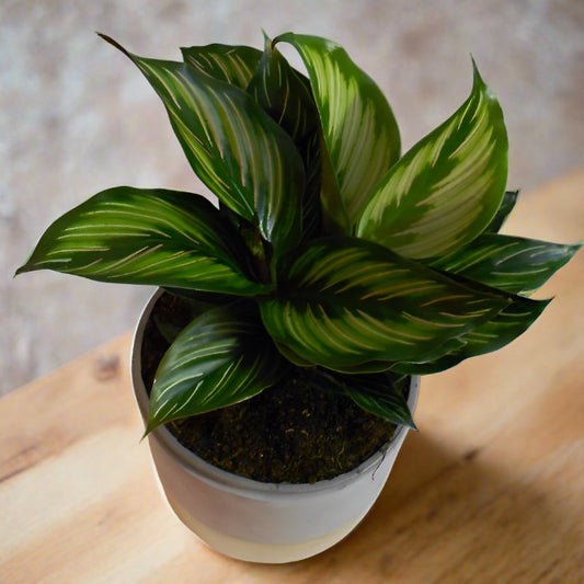 Calathea Beauty Star Houseplant