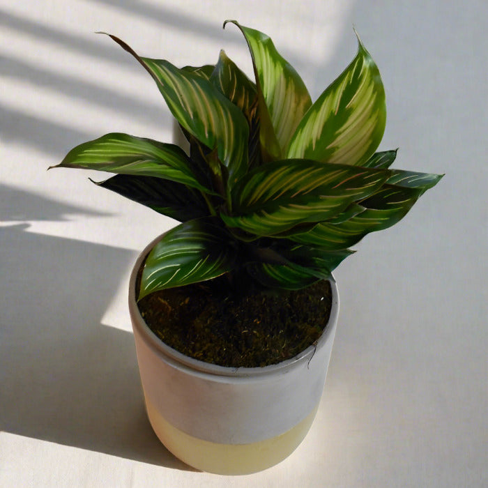 Calathea Beauty Star house plant