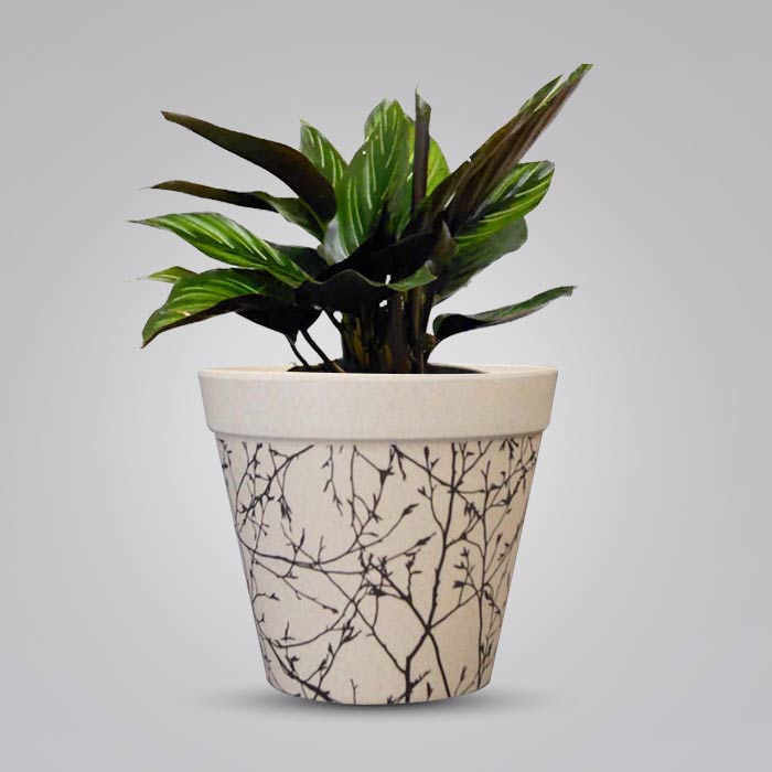 Calathea Beauty Star Houseplant in a 13cm Nursery Pot with Bamboo Plant Pot