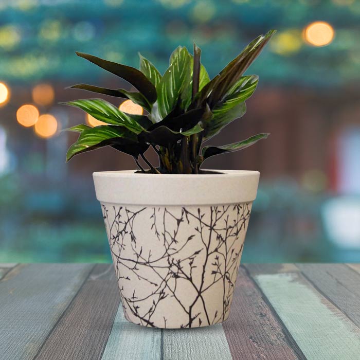 Calathea Beauty Star Houseplant in a 13cm Nursery Pot with Bamboo Plant Pot