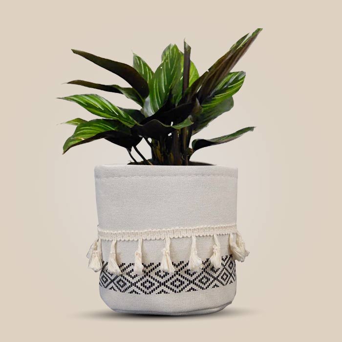 Calathea Beauty Star House Plant in a 13cm Nursery Pot with Cotton Pot