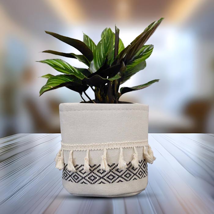 Calathea Beauty Star House Plant in a 13cm Nursery Pot with Cotton Pot