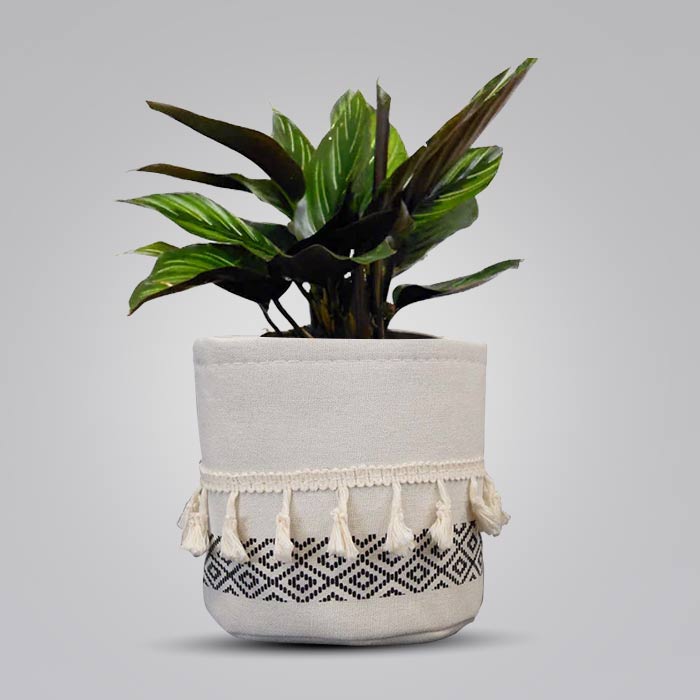 Calathea Beauty Star House Plant in a 13cm Nursery Pot with Cotton Pot