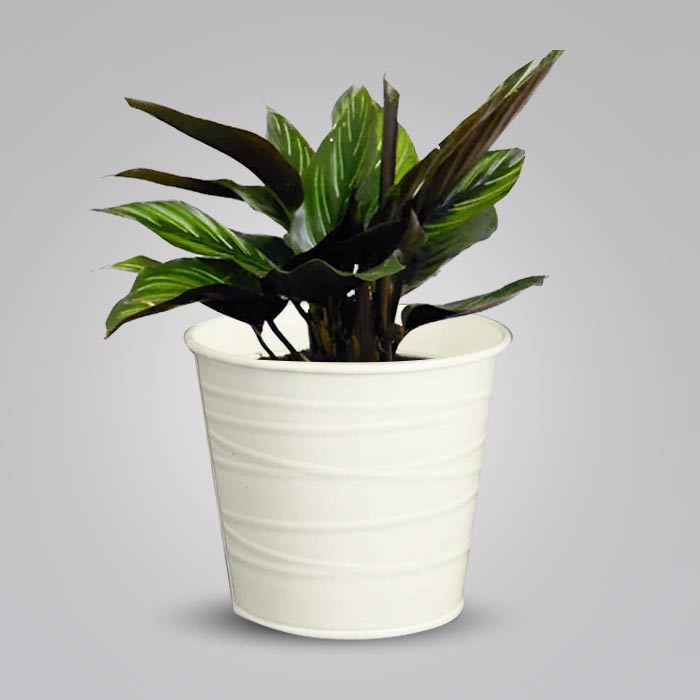 Calathea Beauty Star Indoor Plant in a 13cm Nursery Pot with White Metal Pot