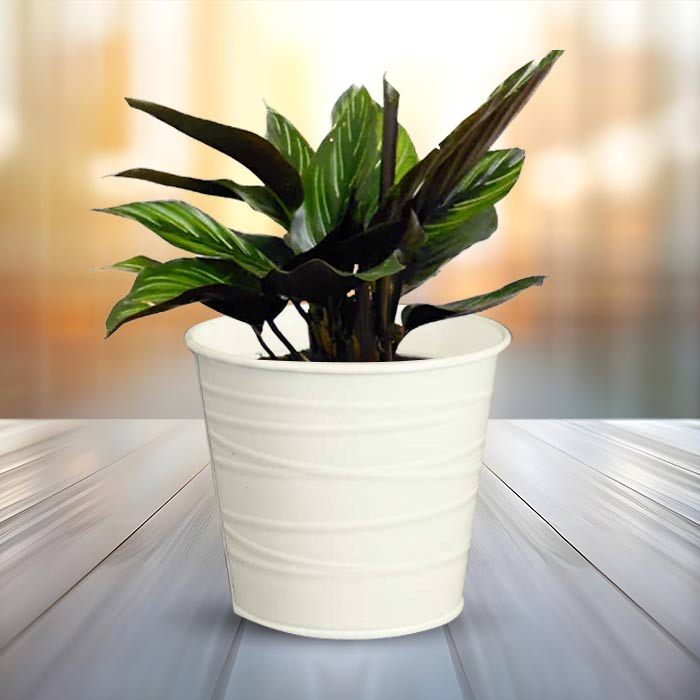 Calathea Beauty Star Indoor Plant in a 13cm Nursery Pot with White Metal Pot