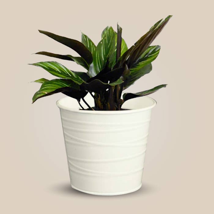 Calathea Beauty Star Indoor Plant in a 13cm Nursery Pot with White Metal Pot