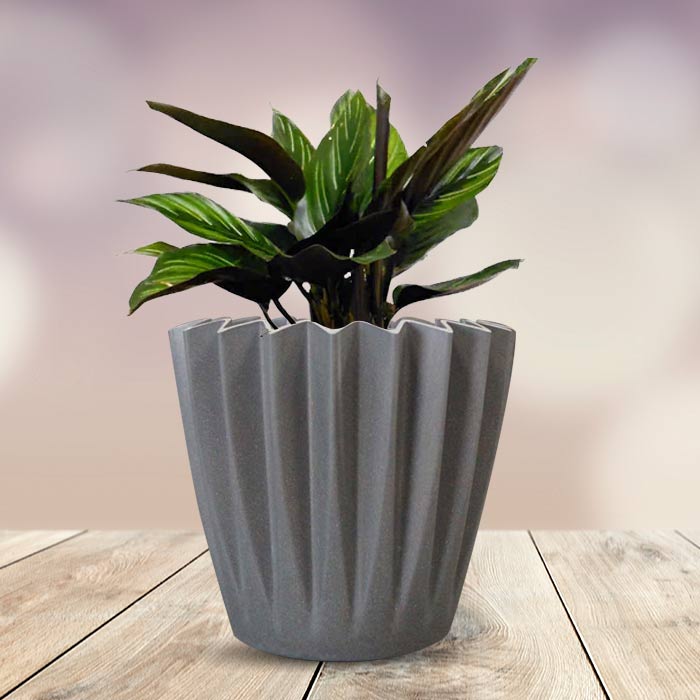 Calathea Beauty Star Indoor Houseplant in a 13cm Nursery Pot with Grey Pot