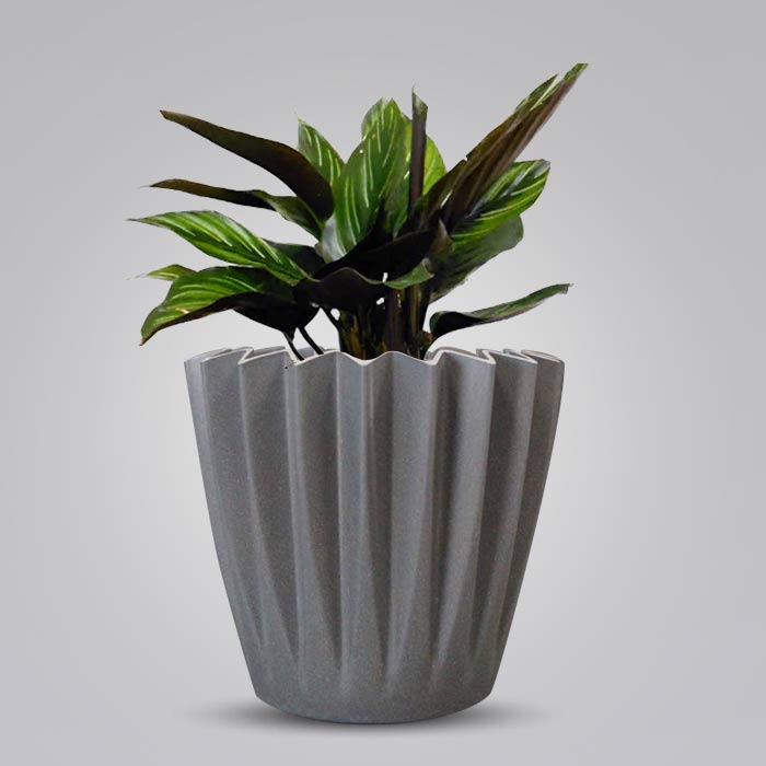 Calathea Beauty Star Indoor Houseplant in a 13cm Nursery Pot with Grey Pot