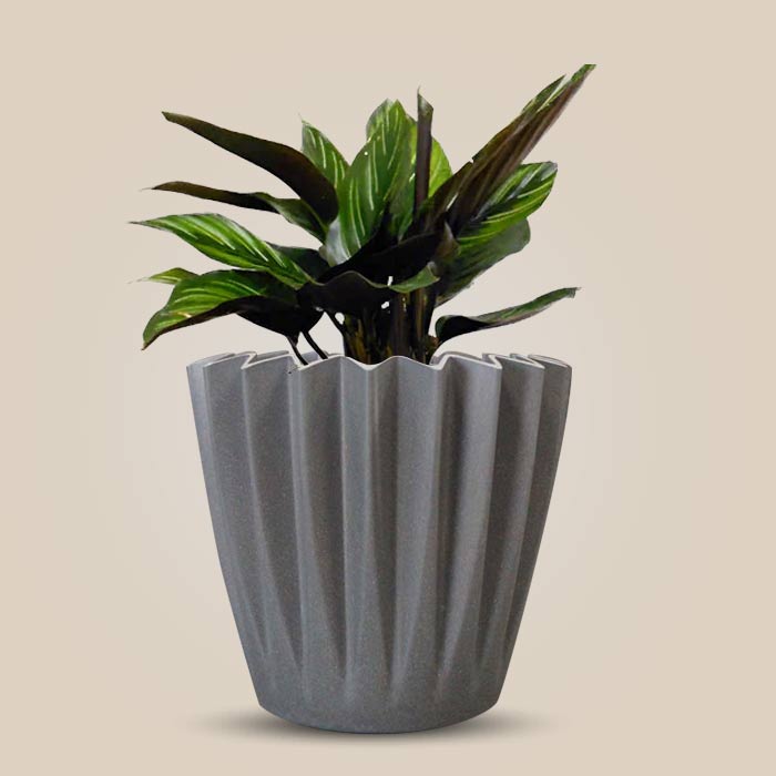 Calathea Beauty Star Indoor Houseplant in a 13cm Nursery Pot with Grey Pot