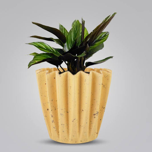 Calathea Beauty Star Indoor House Plant in a 13cm Nursery Pot with Yellow Plant Pot