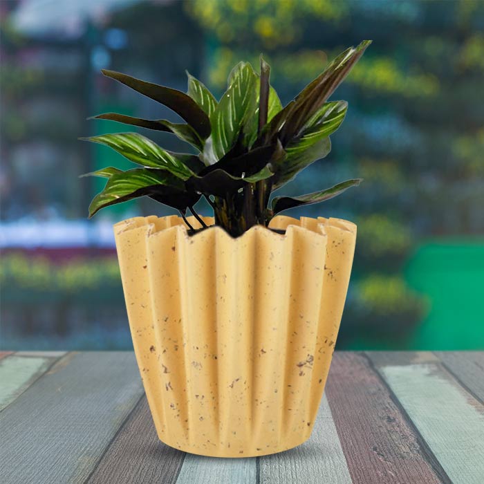 Calathea Beauty Star Indoor House Plant in a 13cm Nursery Pot with Yellow Plant Pot