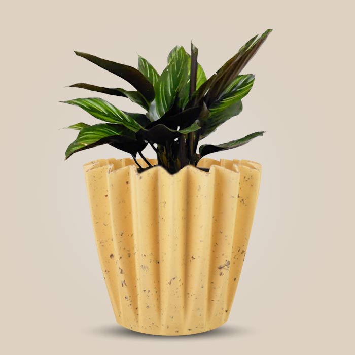 Calathea Beauty Star Indoor House Plant in a 13cm Nursery Pot with Yellow Plant Pot