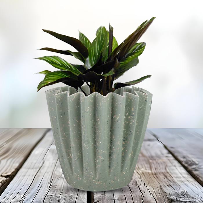 Calathea Beauty Star Houseplant in a 13cm Nursery Pot with Sage Green Pot