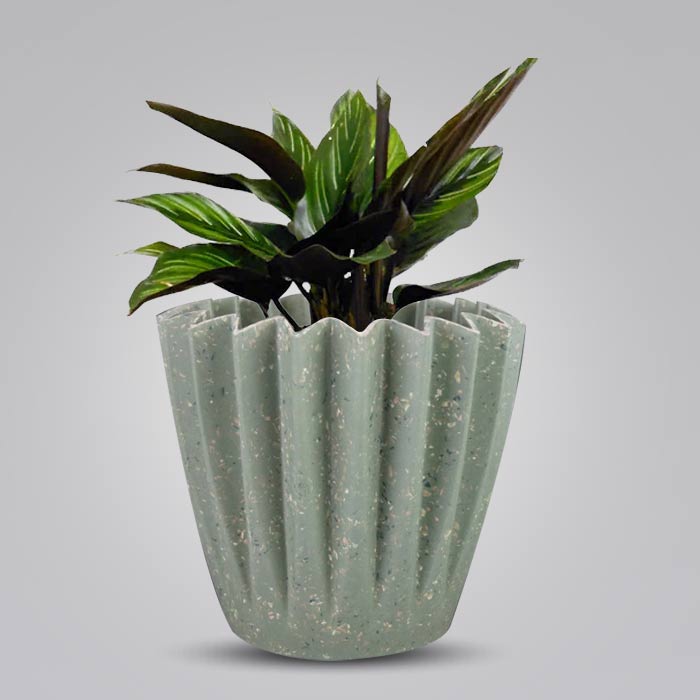 Calathea Beauty Star Houseplant in a 13cm Nursery Pot with Sage Green Pot