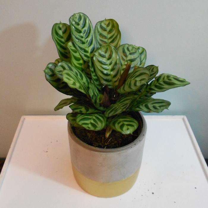 Calathea Burle Marxii in a plant pot