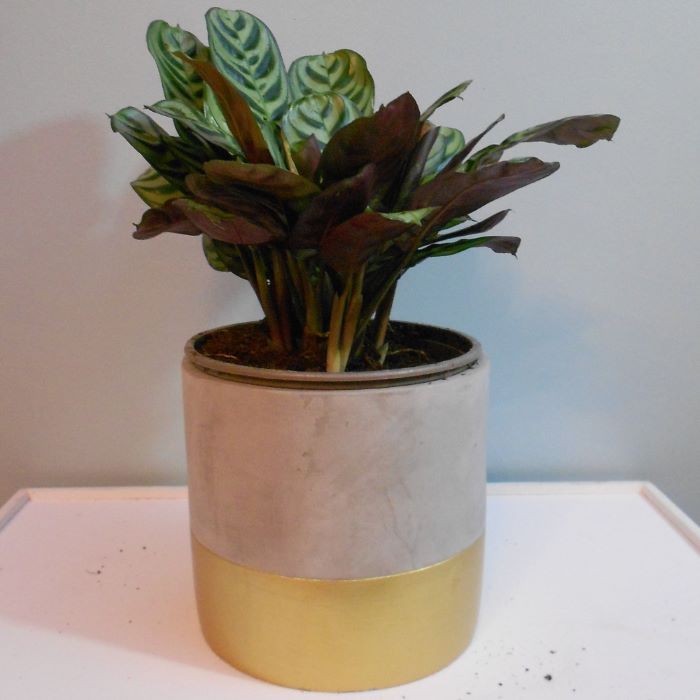 Calathea Fishbone houseplant in a plant pot