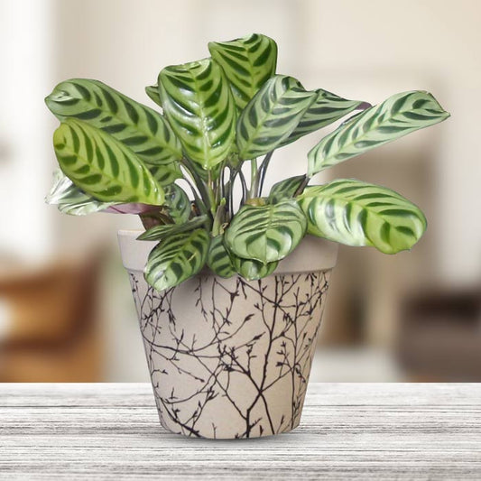 Calathea Burle Marxii Houseplant in a 13cm Nursery Pot with Bamboo Plant Pot