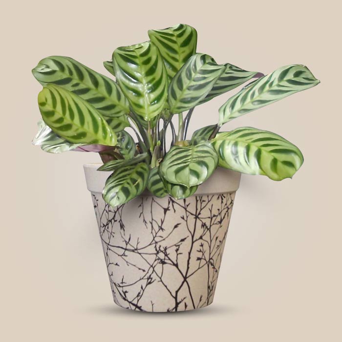 Calathea Burle Marxii Houseplant in a 13cm Nursery Pot with Bamboo Plant Pot