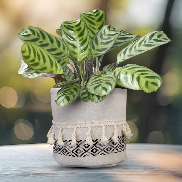 Calathea Burle Marxii House Plant in a 13cm Nursery Pot with Cotton Pot