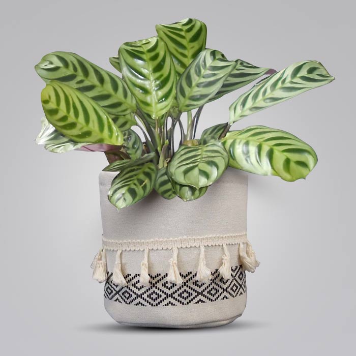 Calathea Burle Marxii House Plant in a 13cm Nursery Pot with Cotton Pot