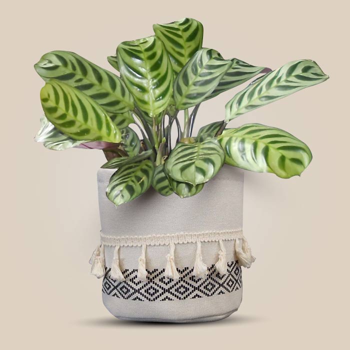 Calathea Burle Marxii House Plant in a 13cm Nursery Pot with Cotton Pot