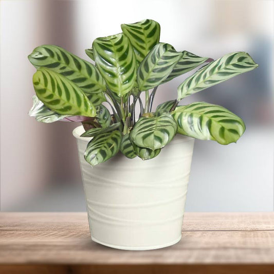 Calathea Burle Marxii Indoor Plant in a 13cm Nursery Pot with White Metal Pot