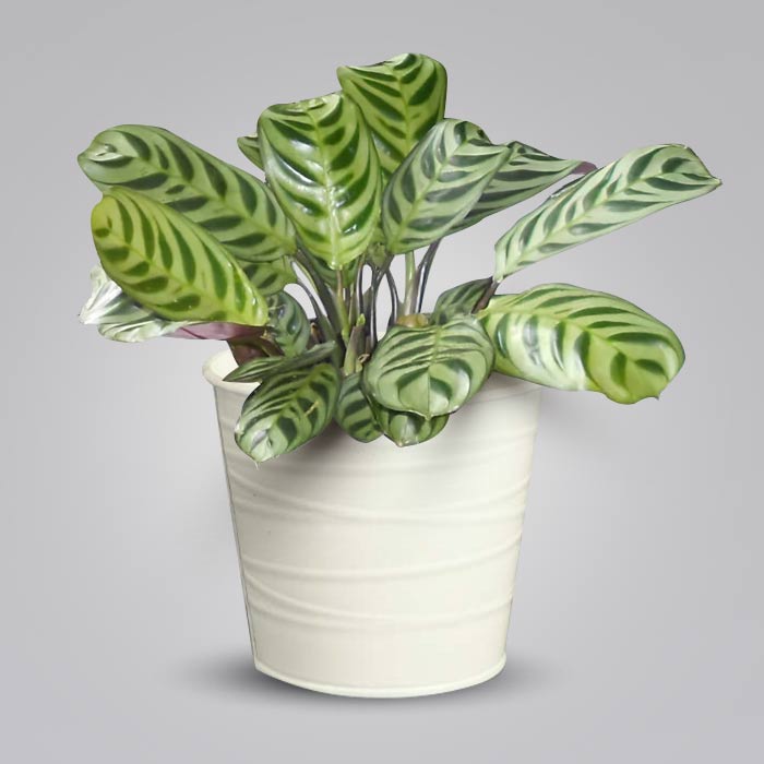 Calathea Burle Marxii Indoor Plant in a 13cm Nursery Pot with White Metal Pot