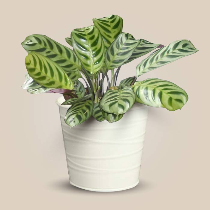 Calathea Burle Marxii Indoor Plant in a 13cm Nursery Pot with White Metal Pot