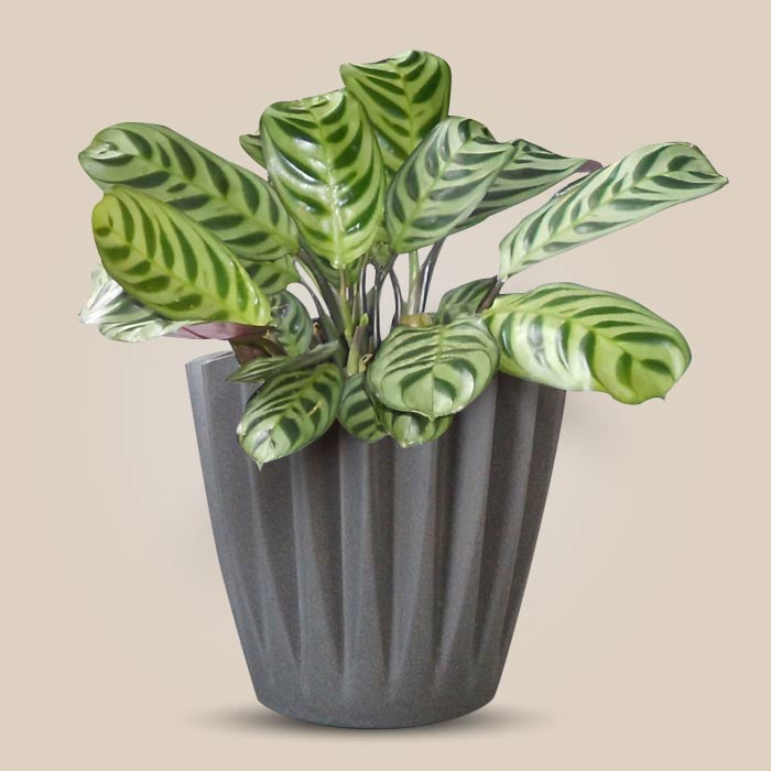 Calathea Burle Marxii Indoor Houseplant in a 13cm Nursery Pot with Grey Pot