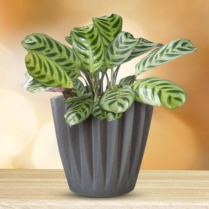 Calathea Burle Marxii Indoor Houseplant in a 13cm Nursery Pot with Grey Pot