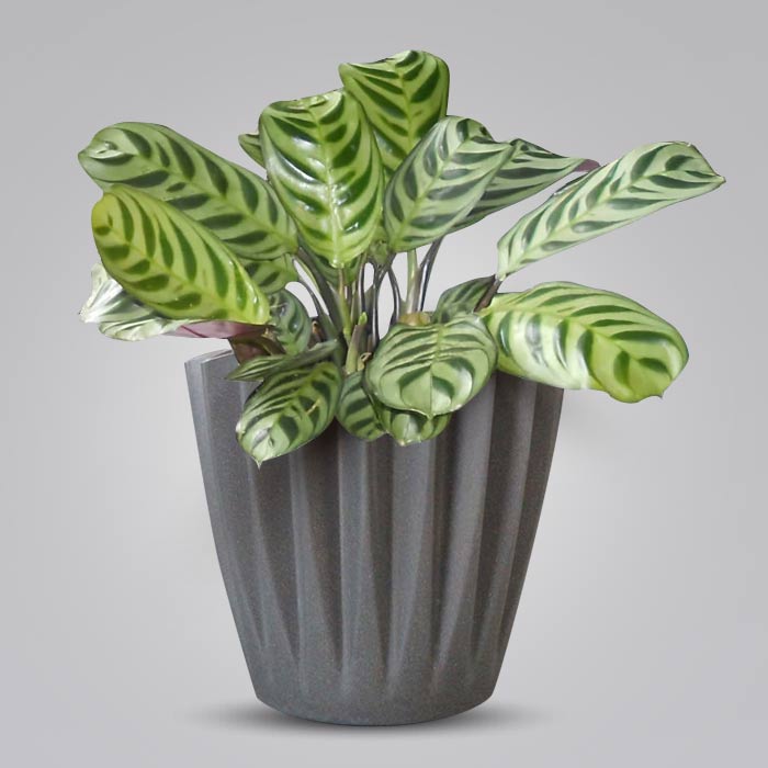 Calathea Burle Marxii Indoor Houseplant in a 13cm Nursery Pot with Grey Pot