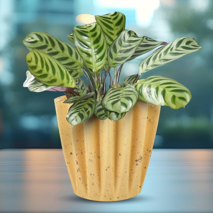 Calathea Burle Marxii Indoor House Plant in a 13cm Nursery Pot with Yellow Plant Pot