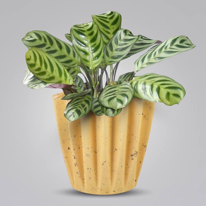 Calathea Burle Marxii Indoor House Plant in a 13cm Nursery Pot with Yellow Plant Pot