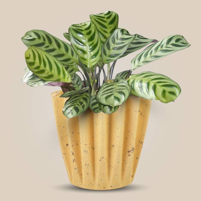 Calathea Burle Marxii Indoor House Plant in a 13cm Nursery Pot with Yellow Plant Pot