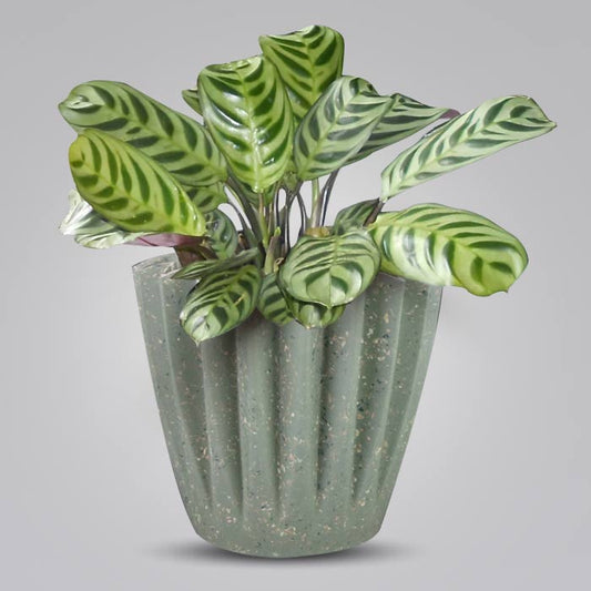 Calathea Burle Marxii Houseplant in a 13cm Nursery Pot with Sage Green Pot