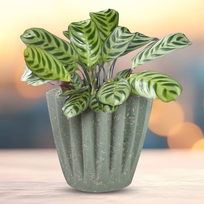 Calathea Burle Marxii Houseplant in a 13cm Nursery Pot with Sage Green Pot