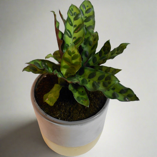 Calathea insignis houseplant in a pot