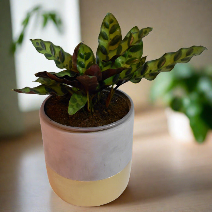 Rattlesnake plant in a plant pot