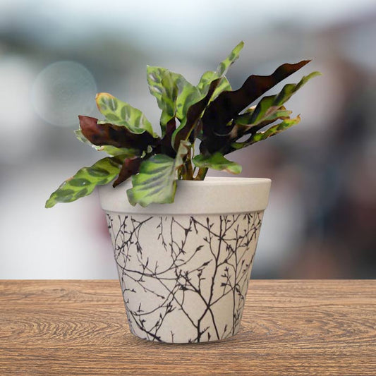 Calathea Insignis Houseplant in a 13cm Nursery Pot with Bamboo Plant Pot